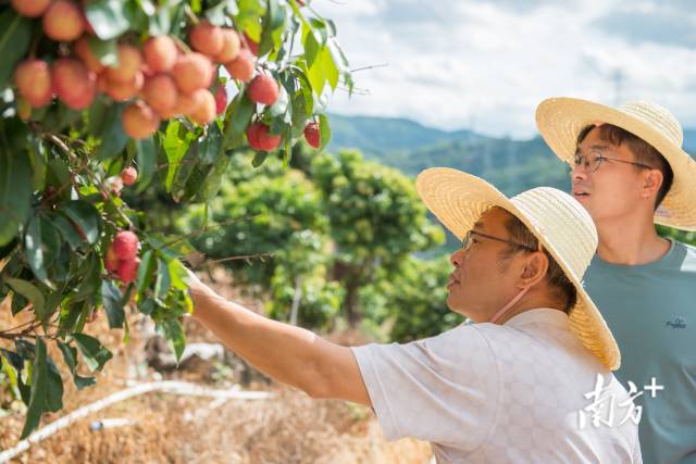 华南农业大学专家在从化荔枝科技小院“蹲点”服务。